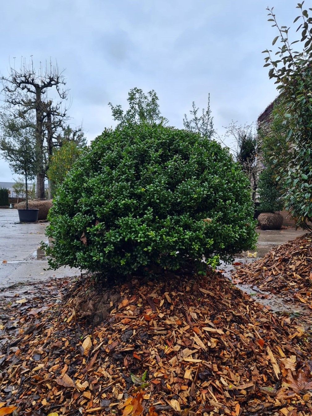 Japanse hulst | Bolvorm