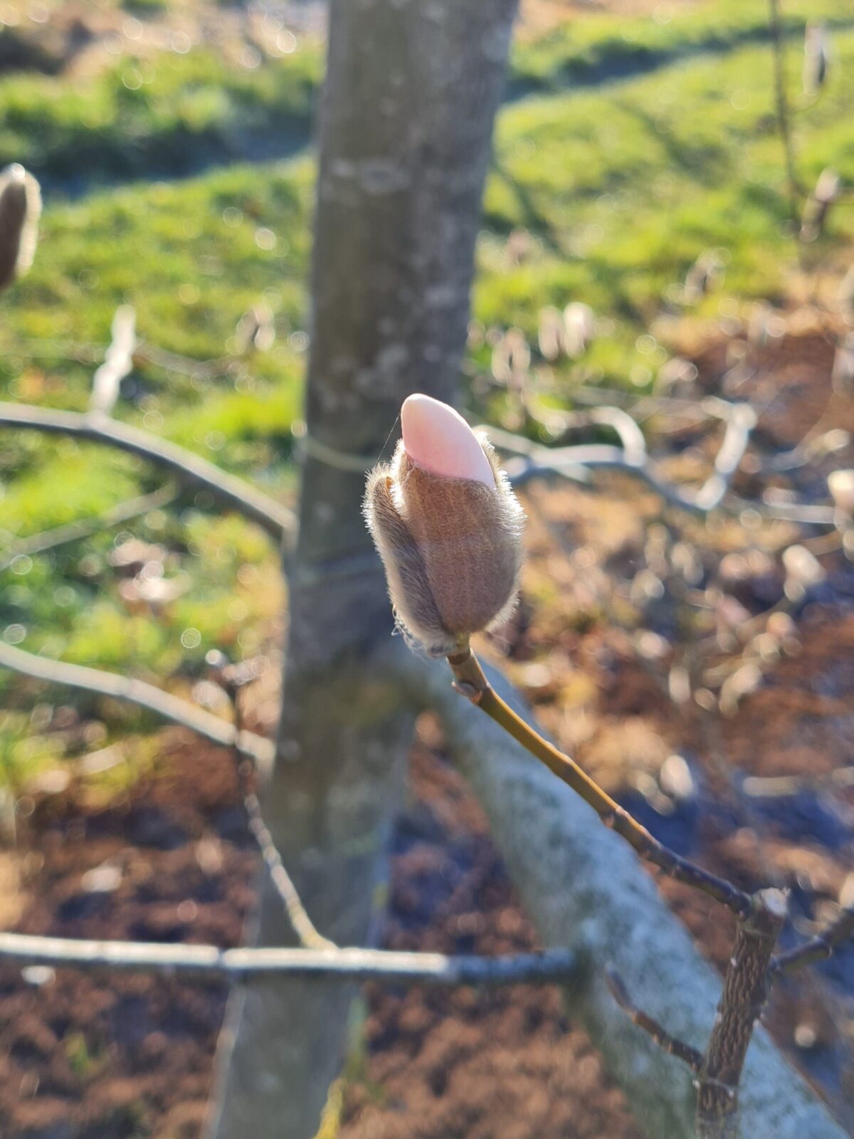 Japanse magnolia | Hoogstam