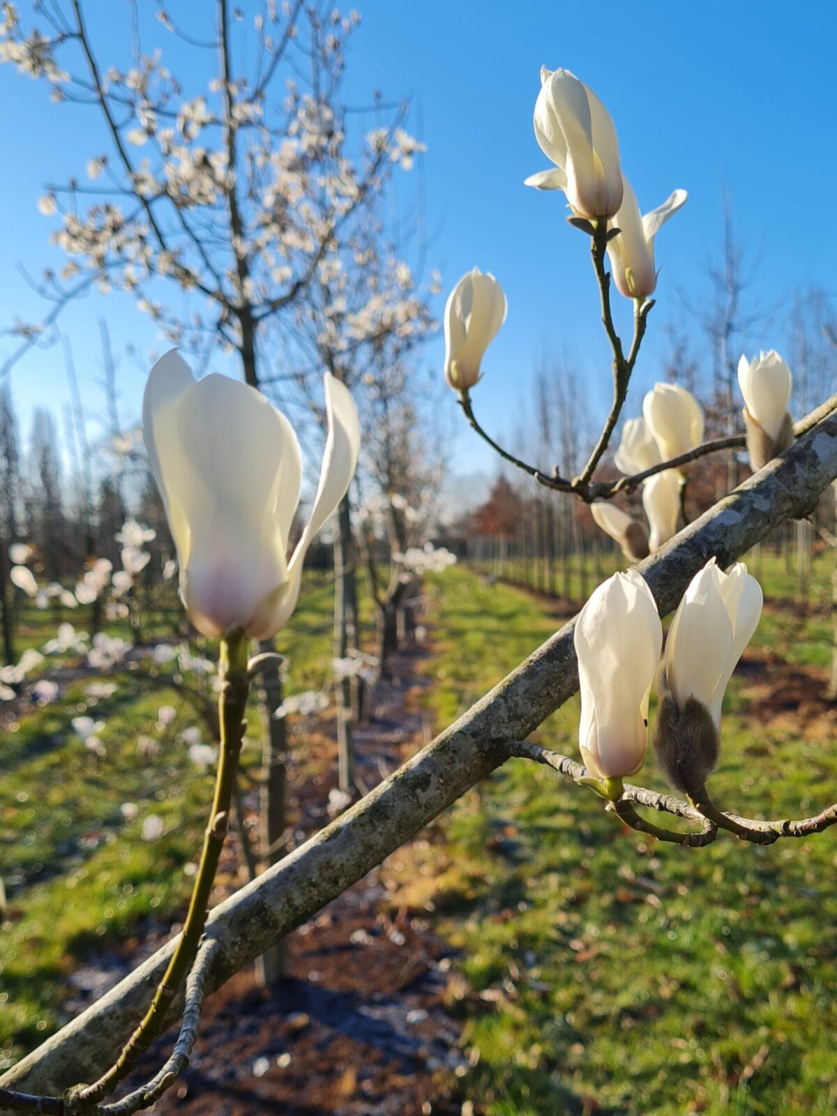 Japanse magnolia | Hoogstam