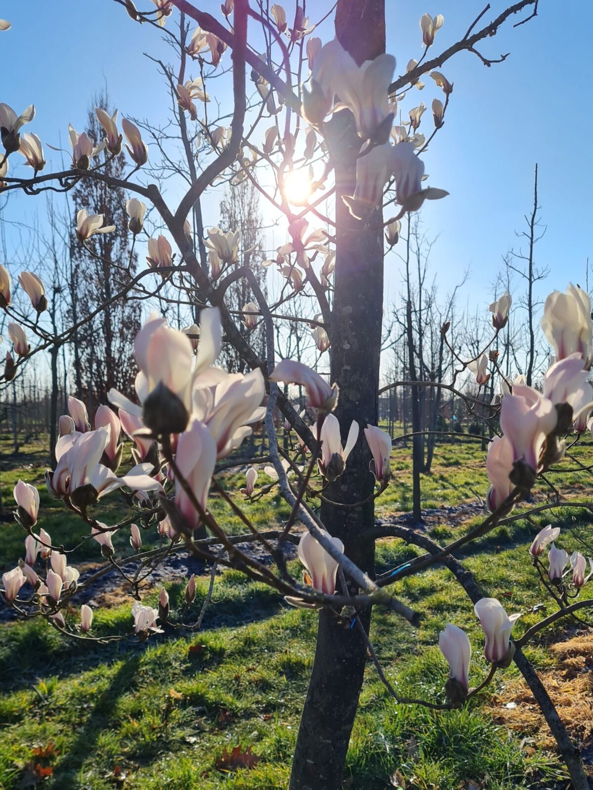 Japanse magnolia | Hoogstam