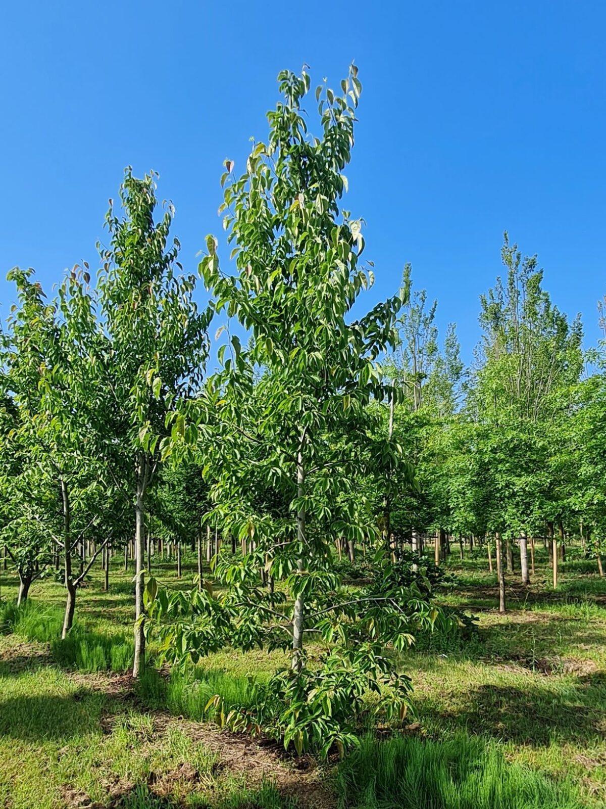 Japanse magnolia | Hoogstam