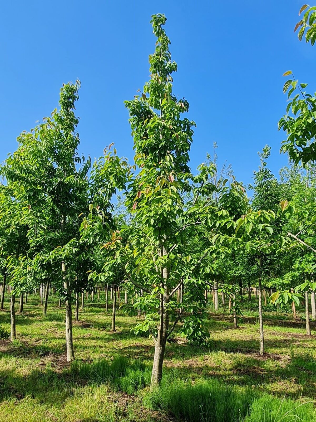 Japanse magnolia | Hoogstam