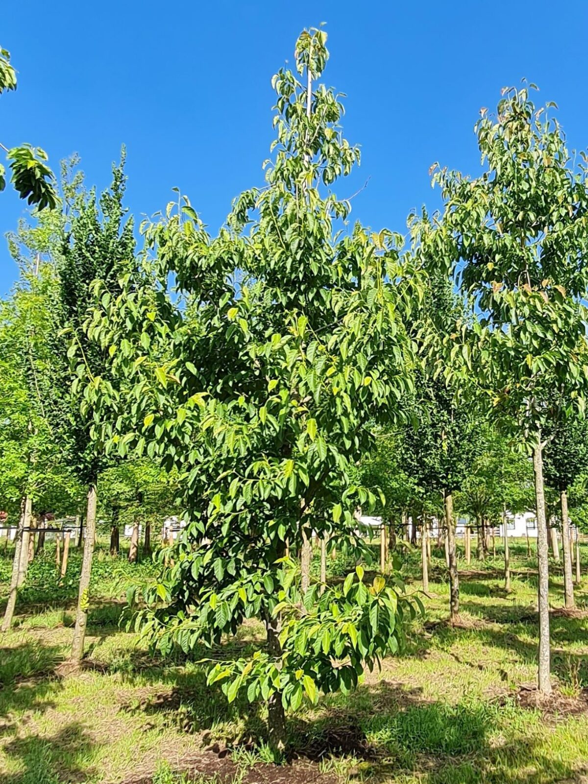 Japanse magnolia | Hoogstam