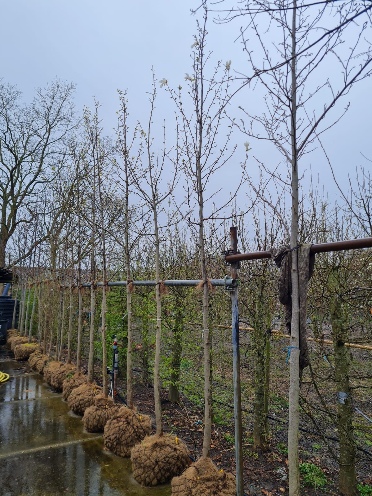 Japanse magnolia | Hoogstam