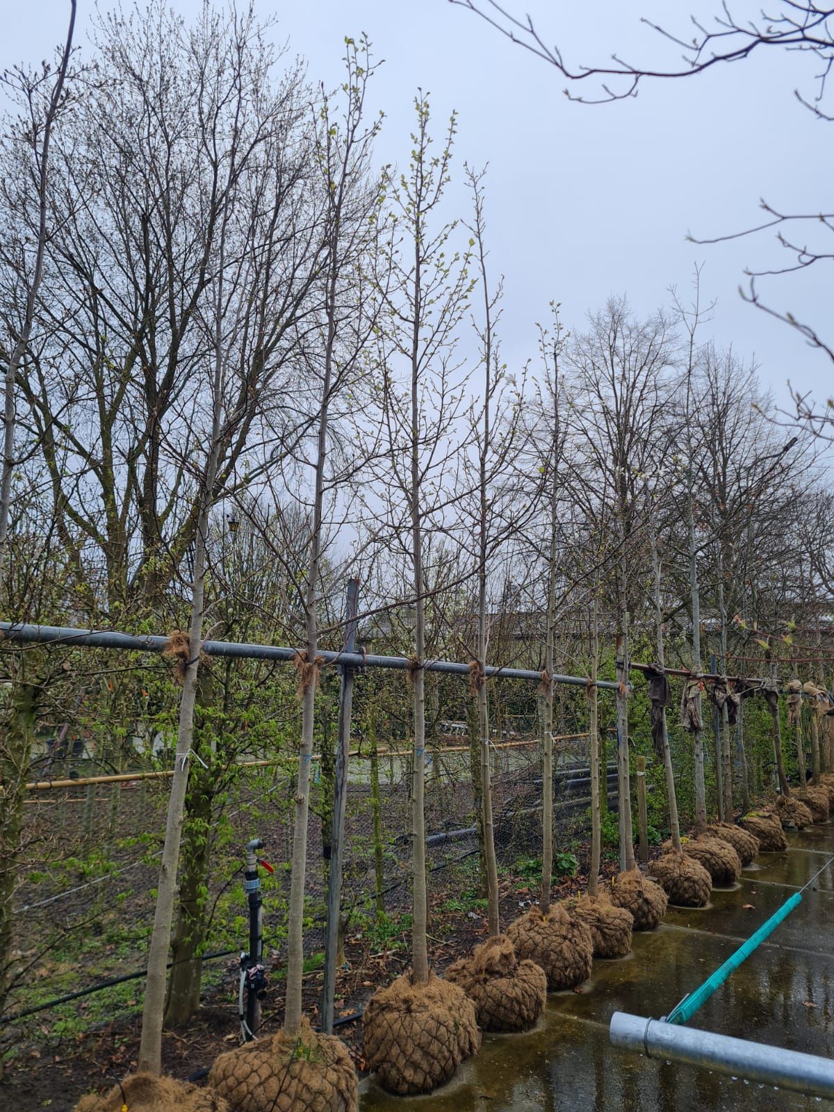 Japanse magnolia | Hoogstam