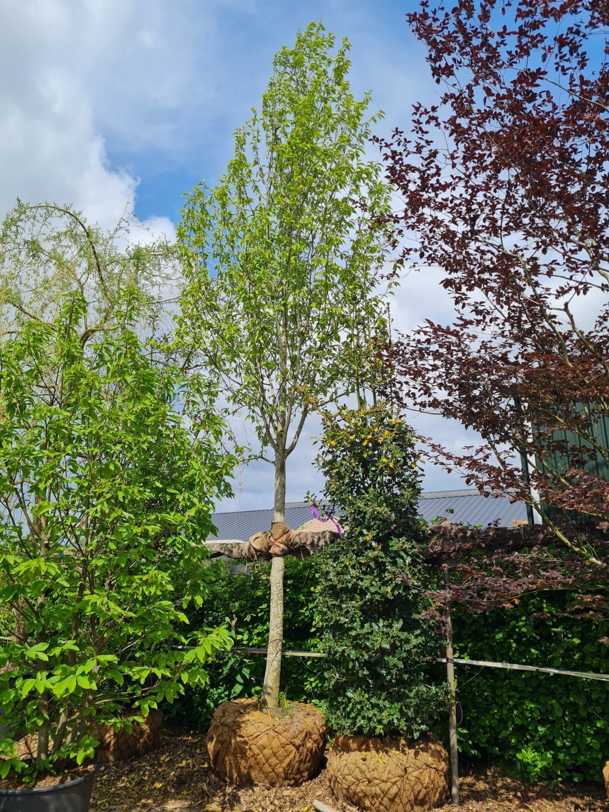 Japanse magnolia | Hoogstam