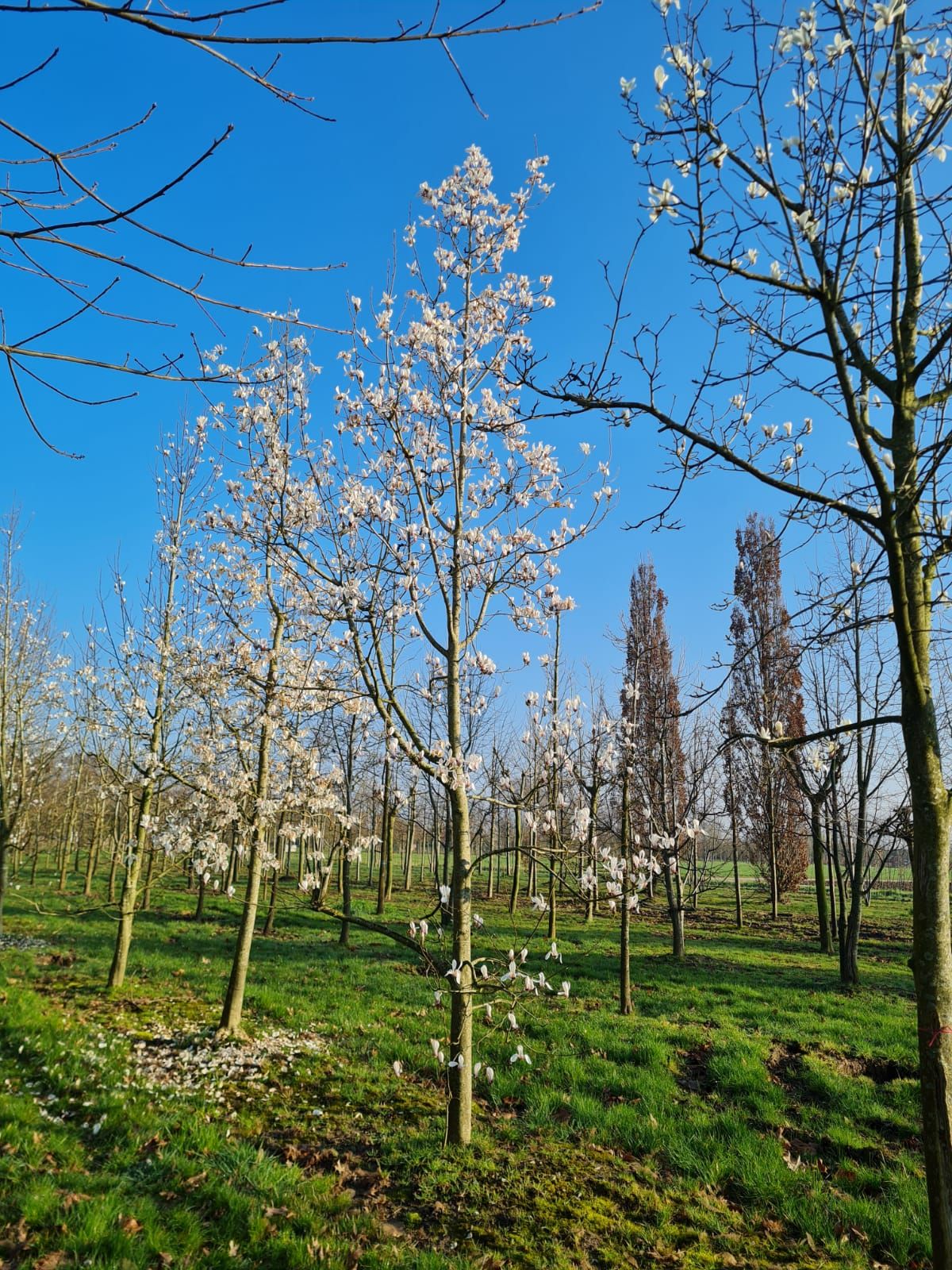 Japanse magnolia | Hoogstam