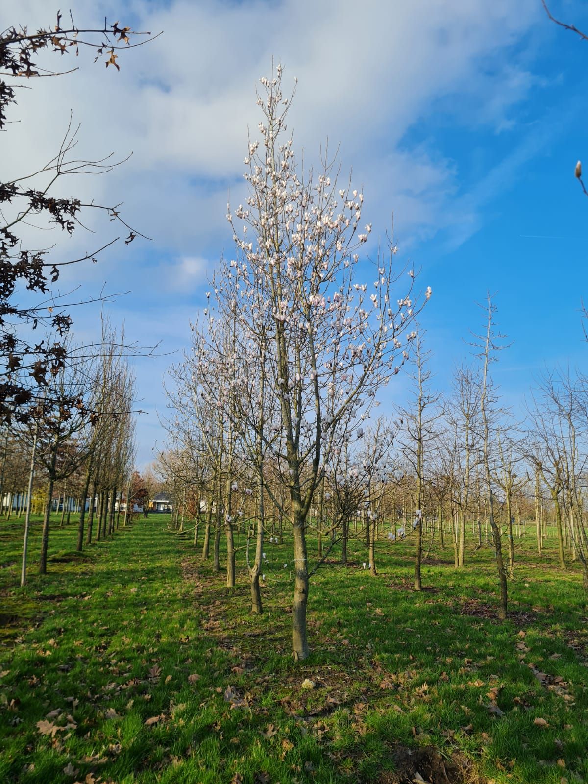 Japanse magnolia | Hoogstam