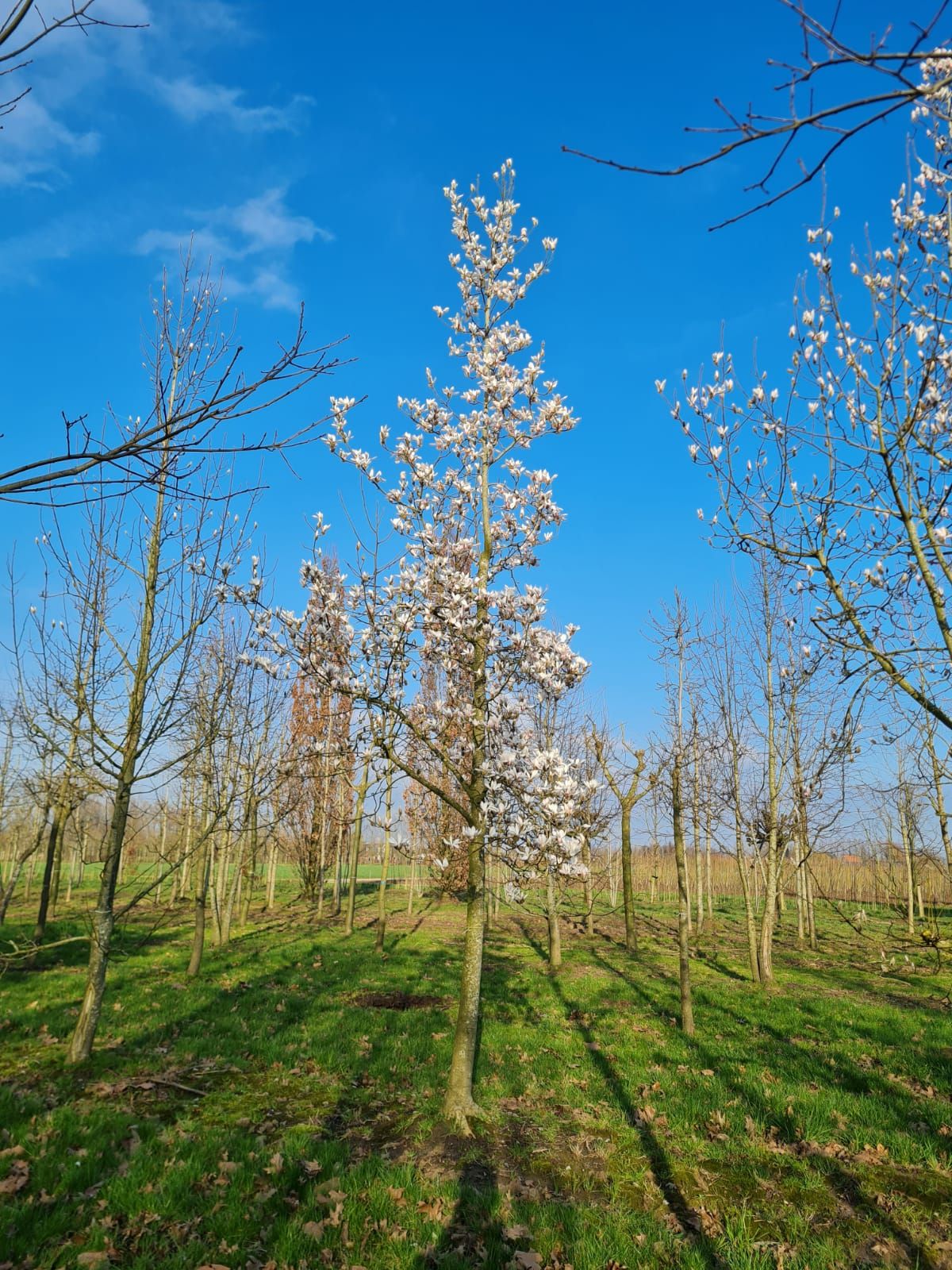 Japanse magnolia | Hoogstam