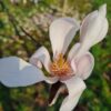 Japanse magnolia | Hoogstam