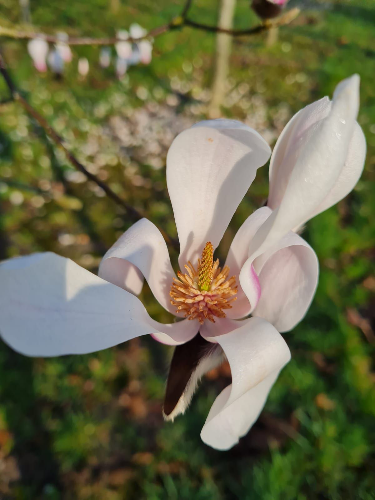 Japanse magnolia | Hoogstam