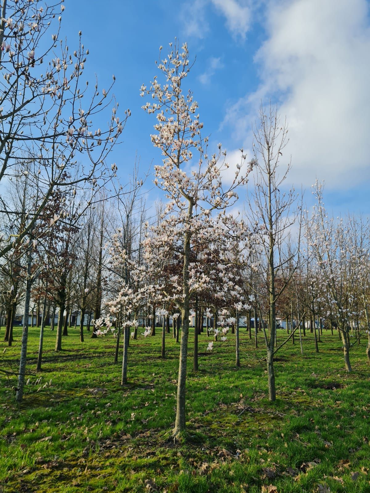 Japanse magnolia | Hoogstam