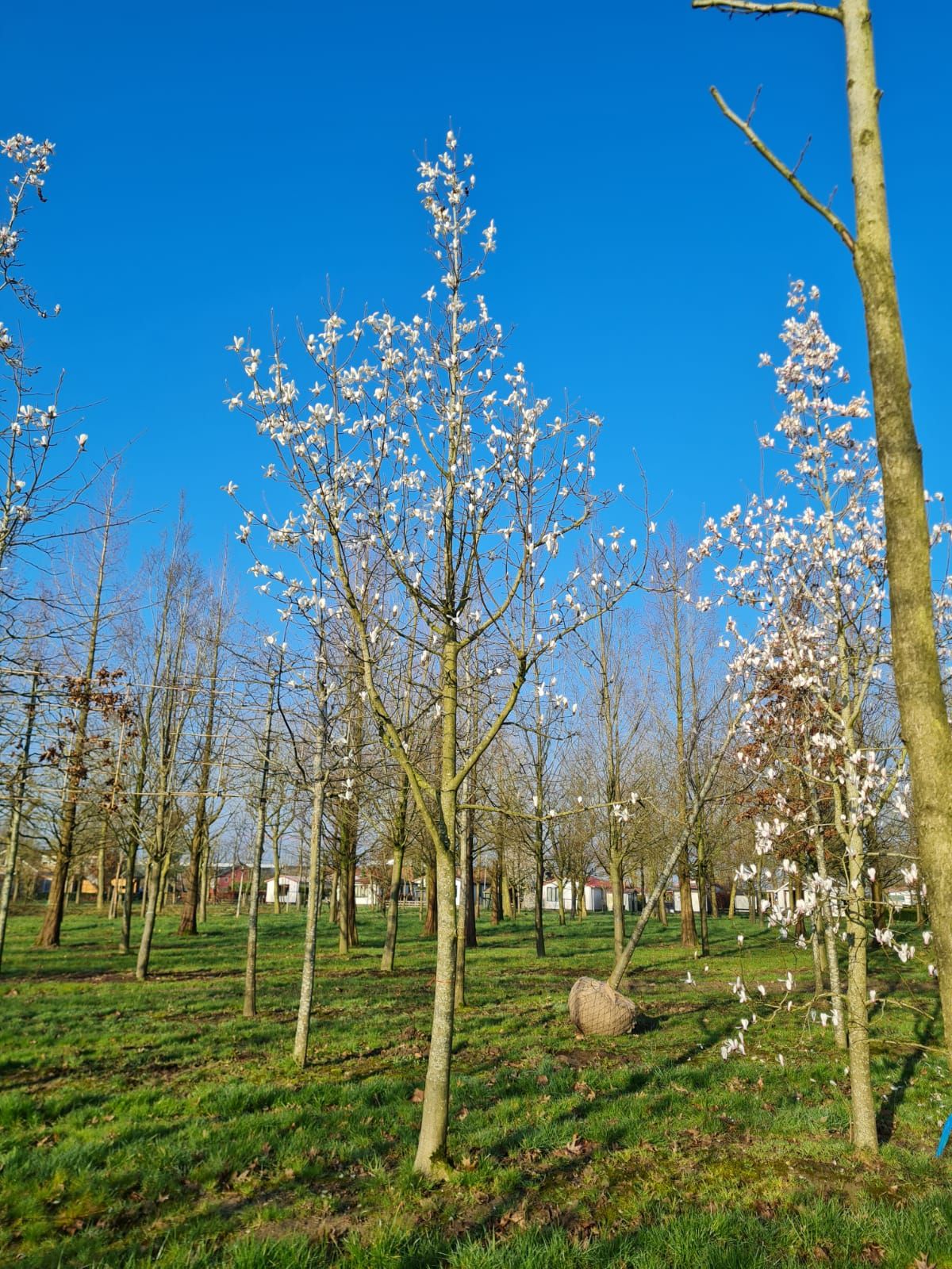 Japanse magnolia | Hoogstam
