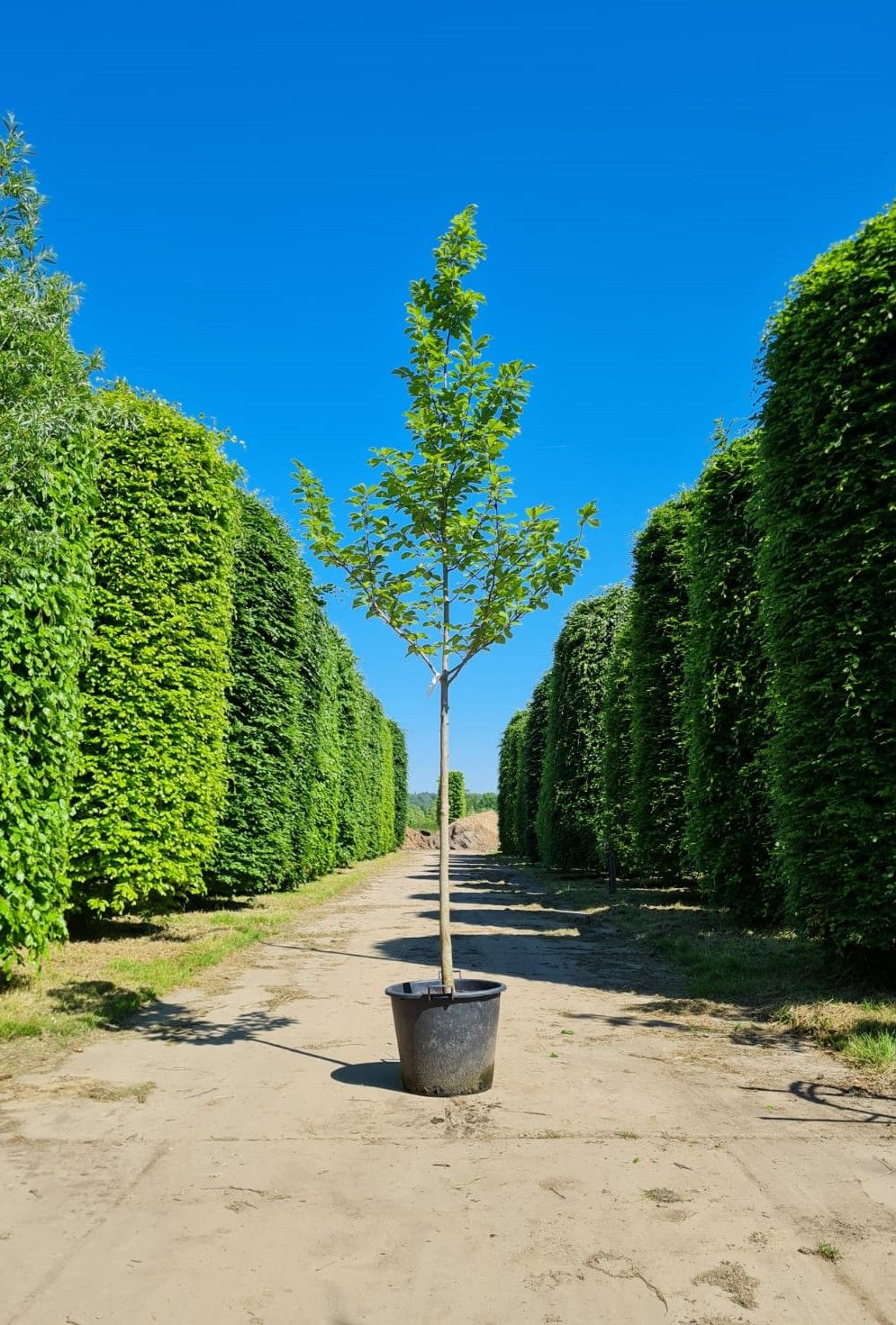 Japanse magnolia | Hoogstam