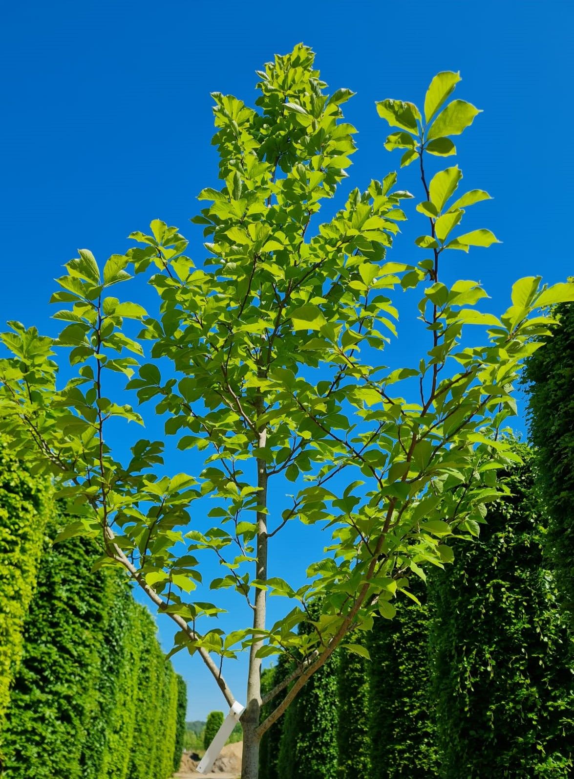 Japanse magnolia | Hoogstam