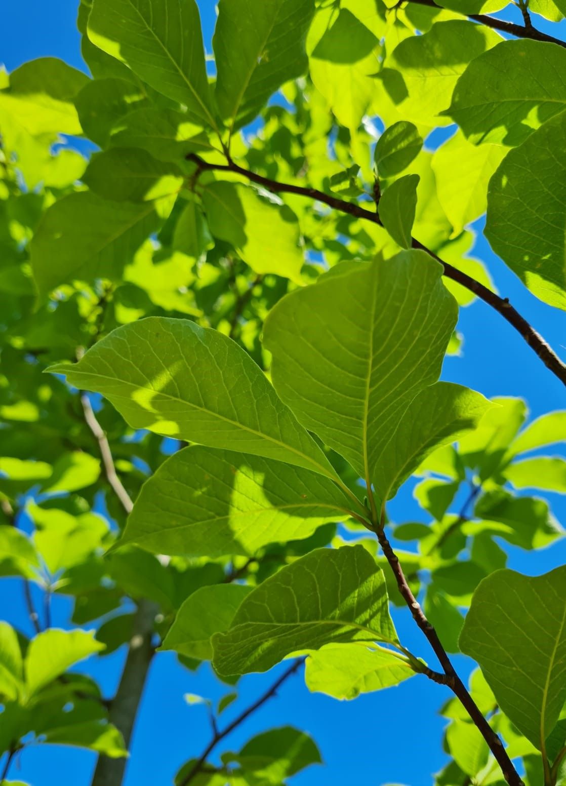 Japanse magnolia | Hoogstam