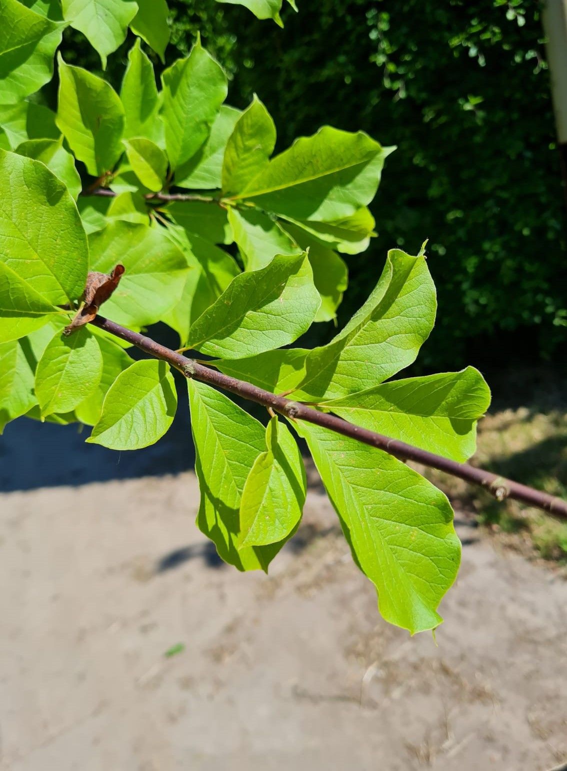 Japanse magnolia | Hoogstam