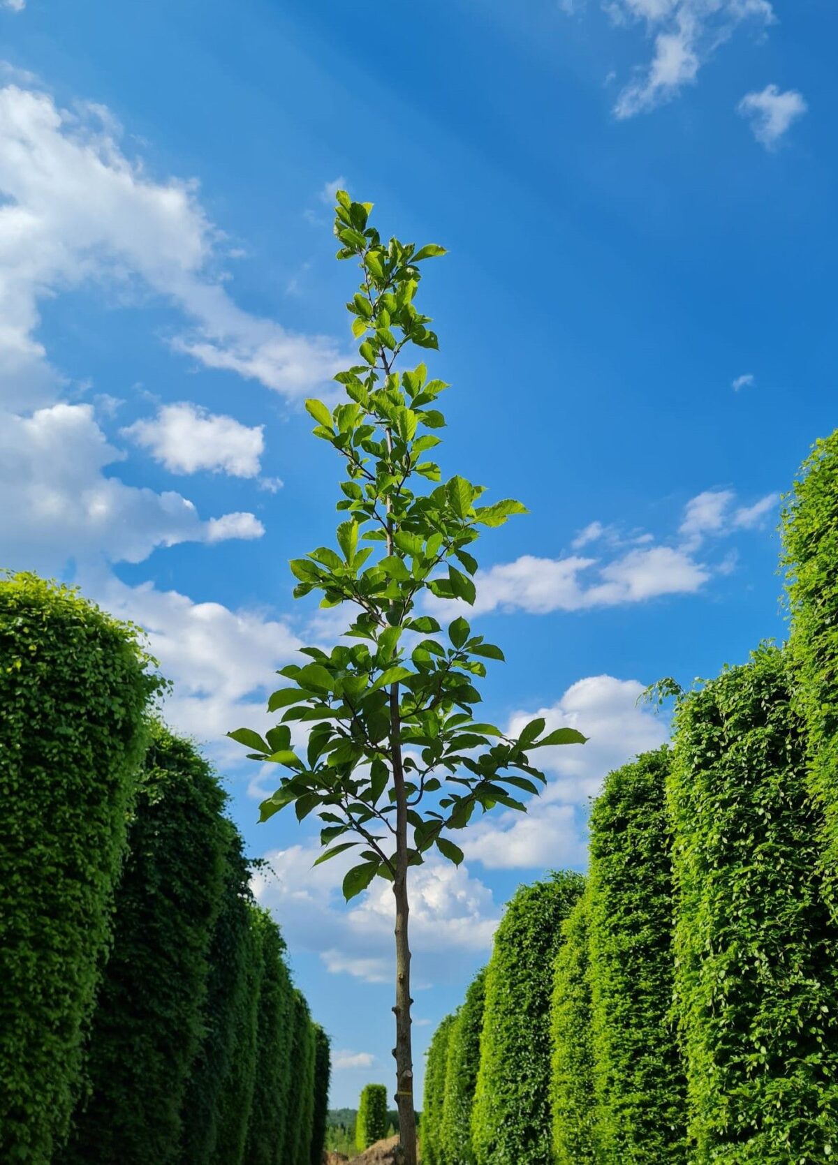 Japanse magnolia | Hoogstam