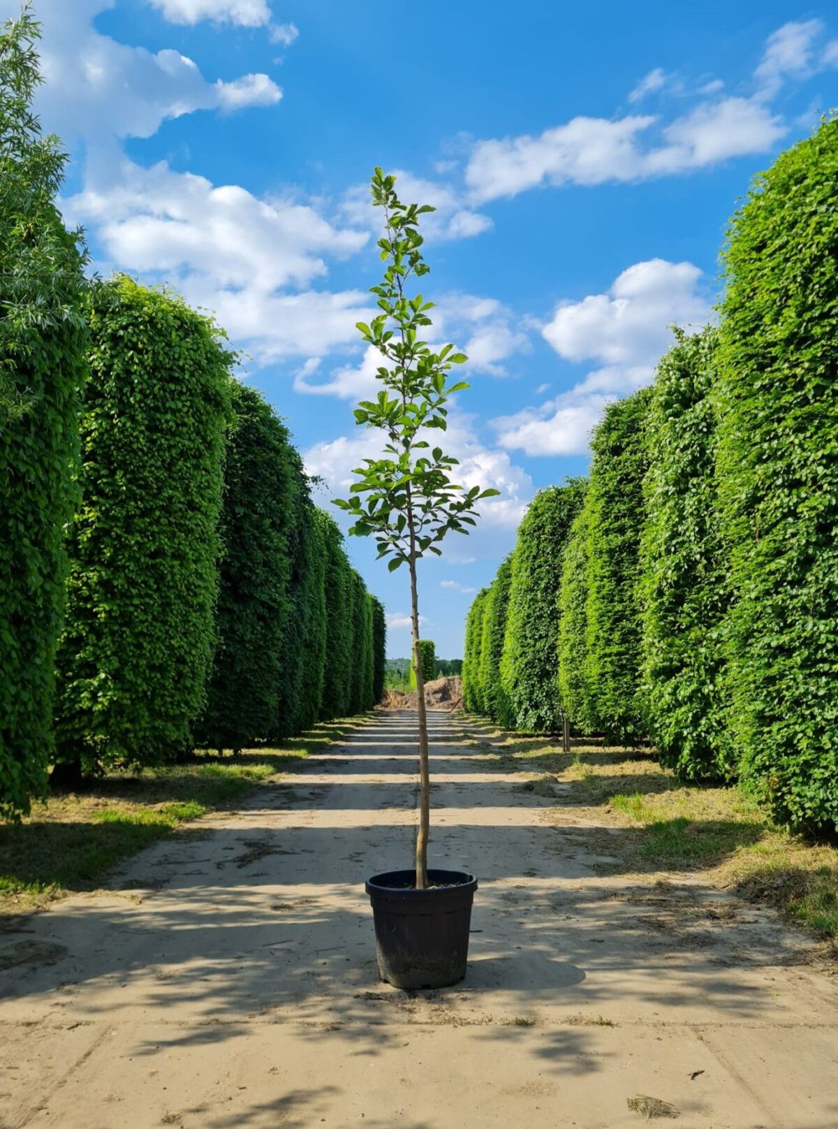 Japanse magnolia | Hoogstam