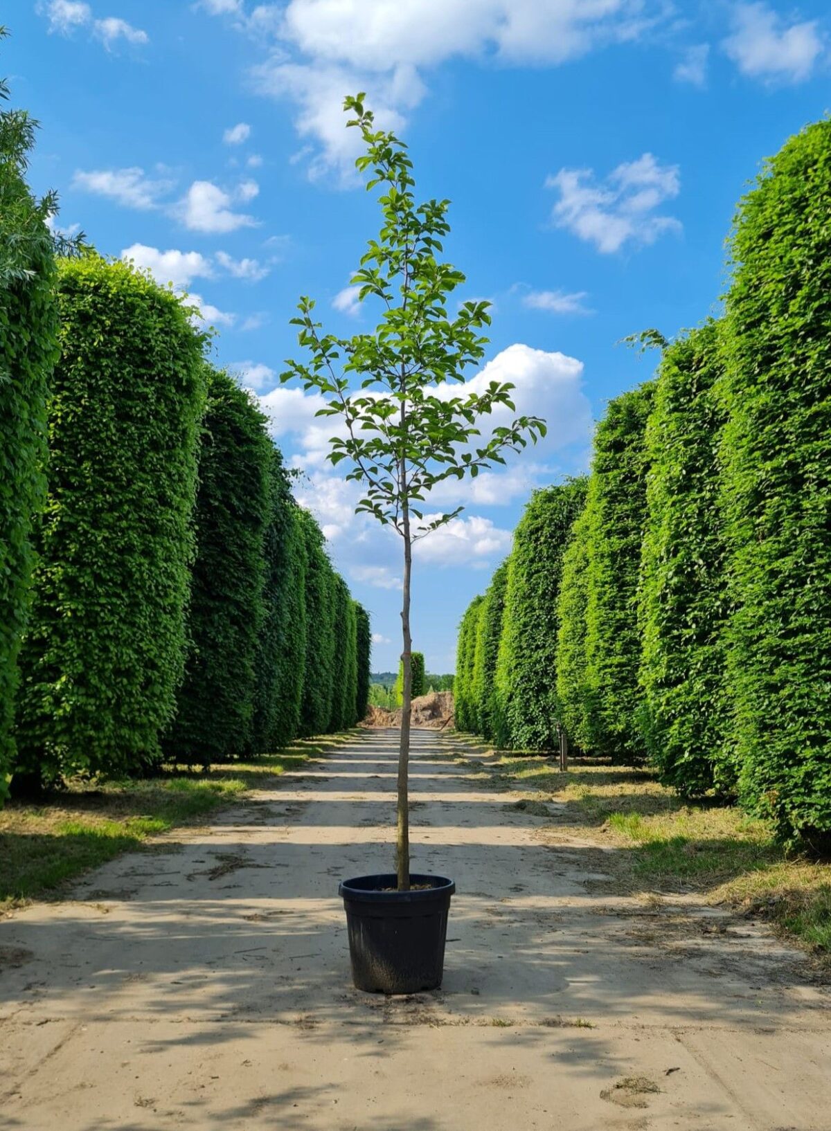 Japanse magnolia | Hoogstam