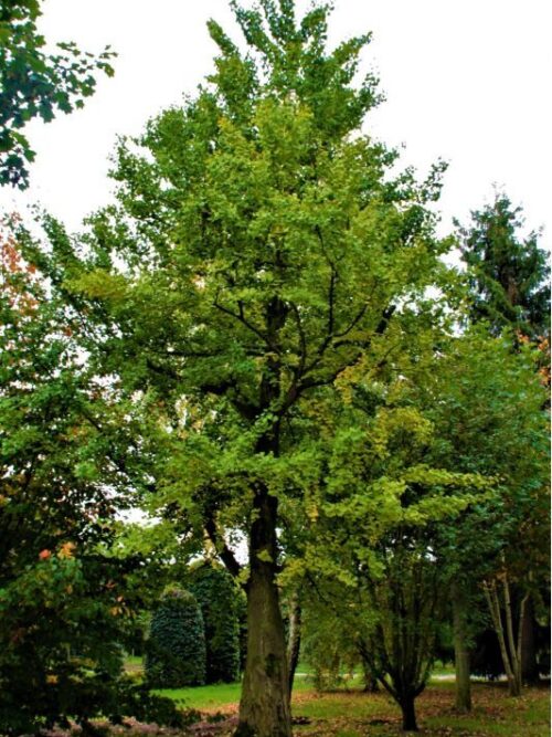 Japanse Schijniep | Hoogstam