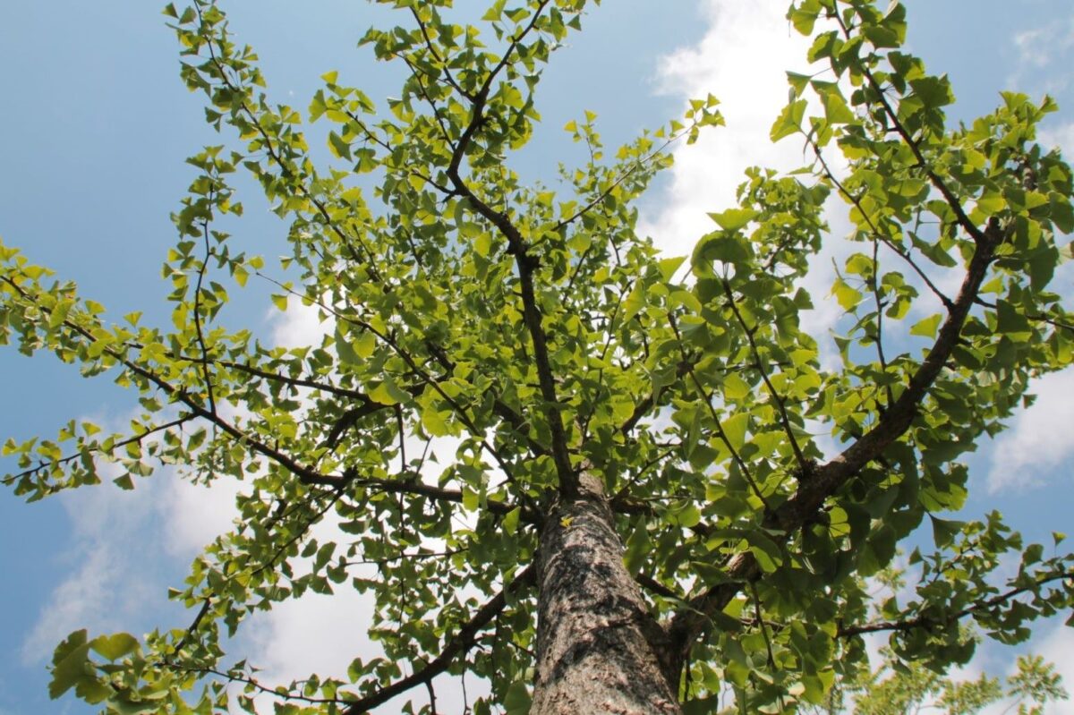 Japanse tempelboom (Ginkgo) | Halfstam