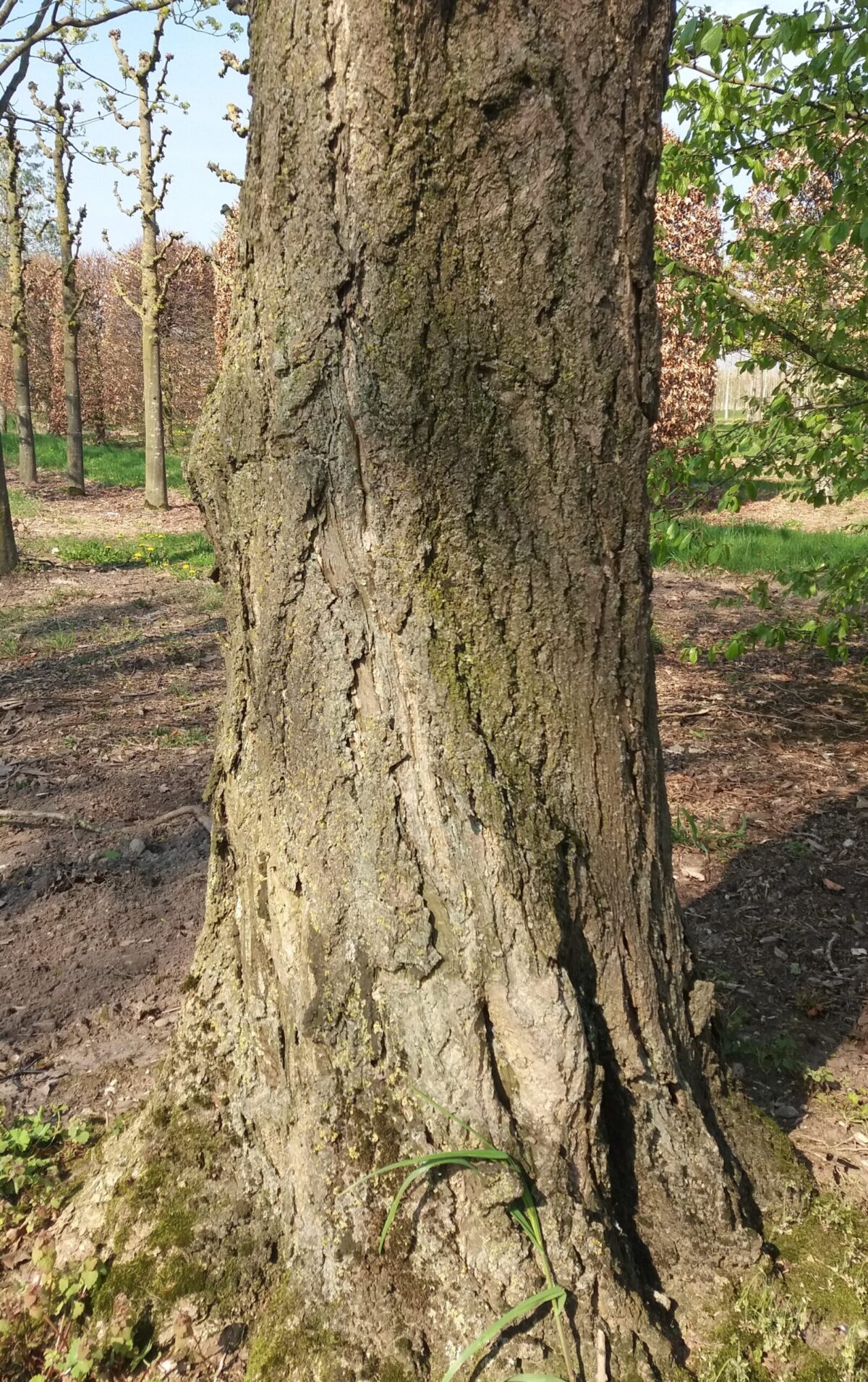 Japanse tempelboom (Ginkgo) | Hoogstam