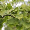 Japanse tempelboom (Ginkgo) | Hoogstam