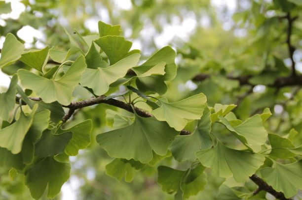 Japanse tempelboom (Ginkgo) | Hoogstam