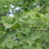 Japanse tempelboom (Ginkgo) | Hoogstam