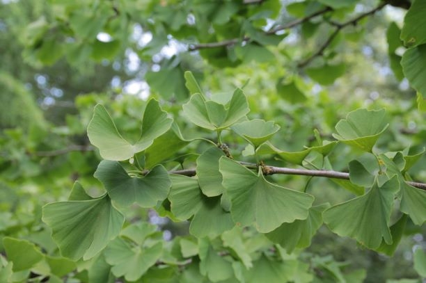 Japanse tempelboom (Ginkgo) | Hoogstam