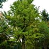 Japanse tempelboom (Ginkgo) | Hoogstam
