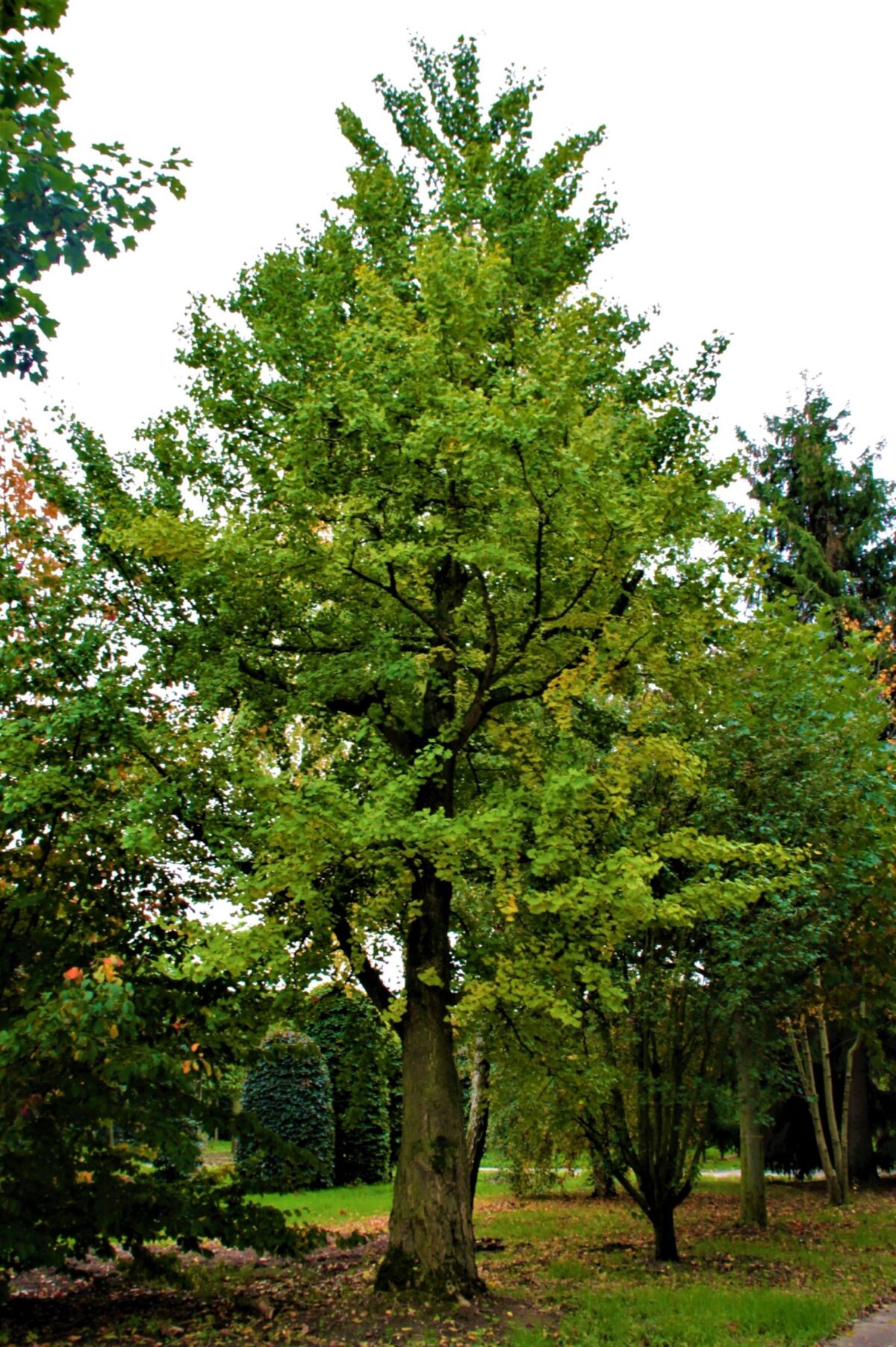 Japanse tempelboom (Ginkgo) | Hoogstam