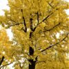 Japanse tempelboom (Ginkgo) | Hoogstam