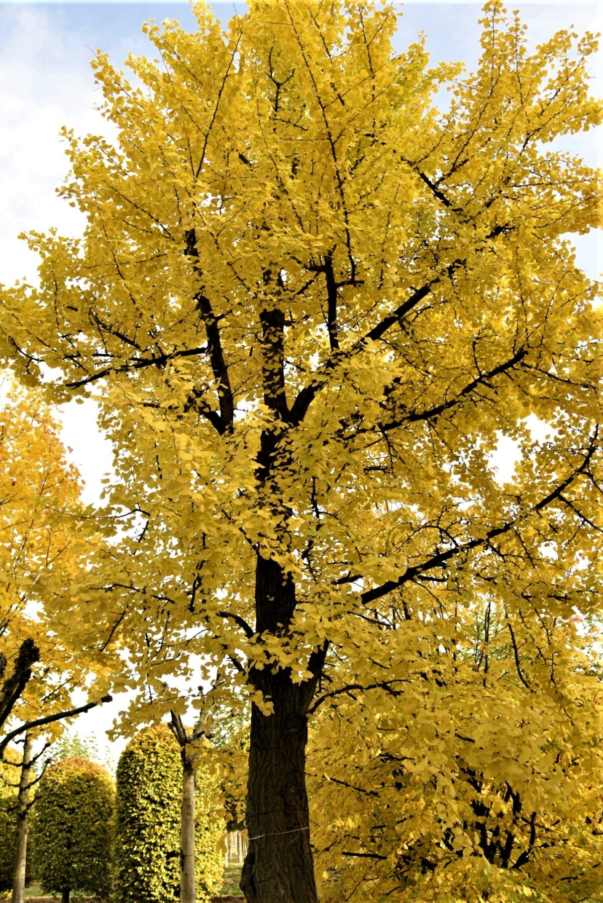 Japanse tempelboom (Ginkgo) | Hoogstam