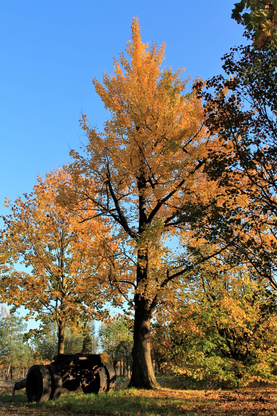 Japanse tempelboom (Ginkgo) | Hoogstam