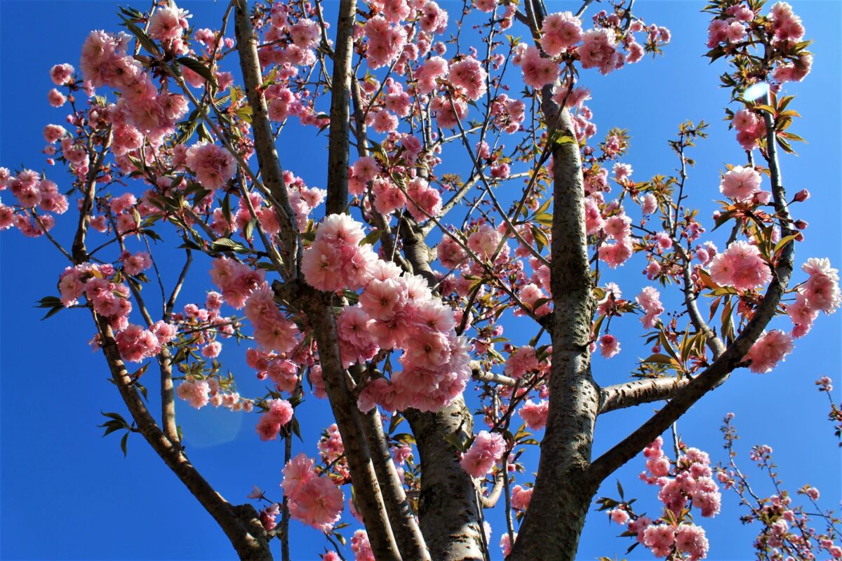 Japanse sierkers 'Kanzan' | Op stam