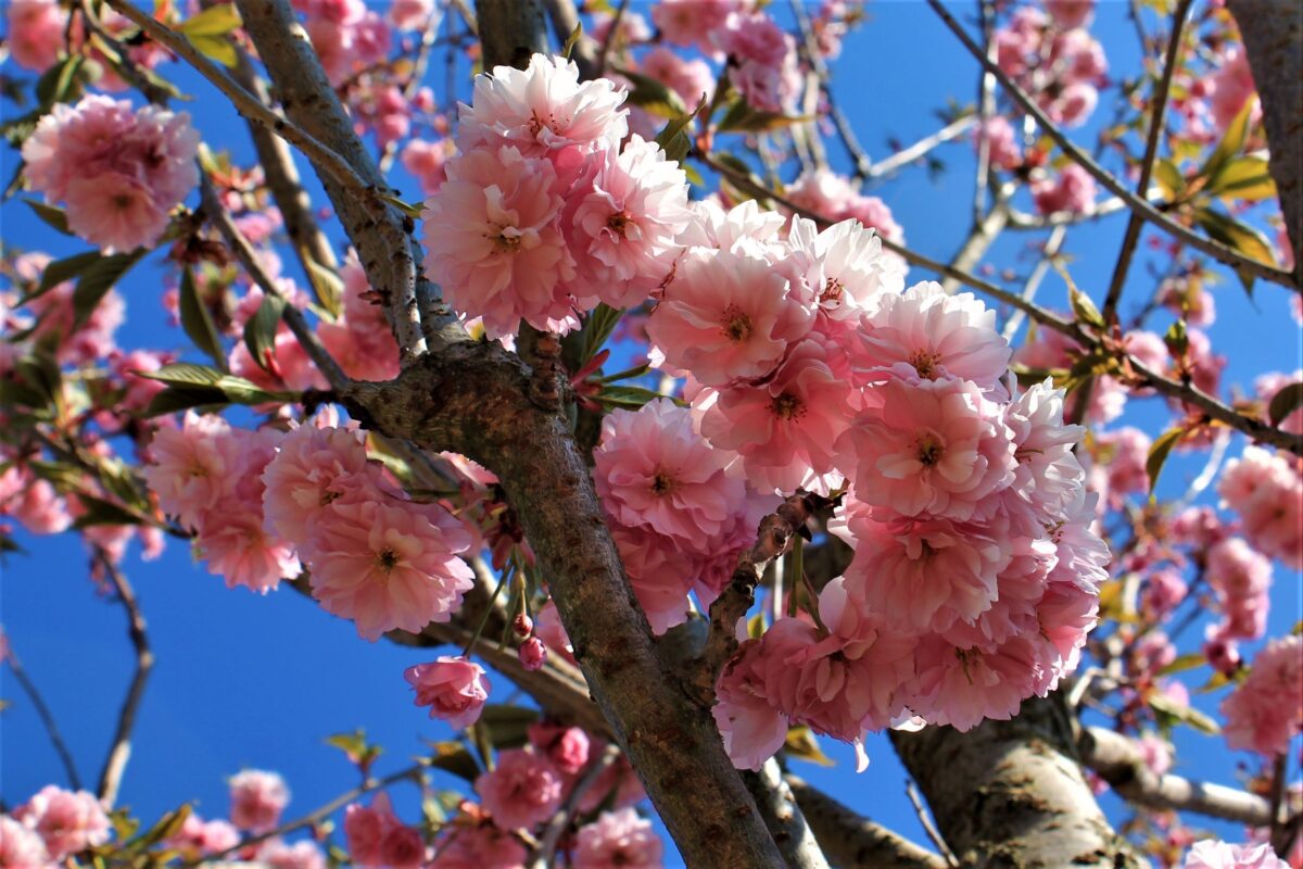 Japanse sierkers 'Kanzan' | Op stam