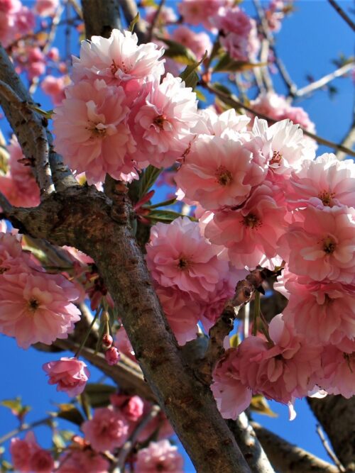 Noorse Esdoorn 'Eurostar' | Hoogstam