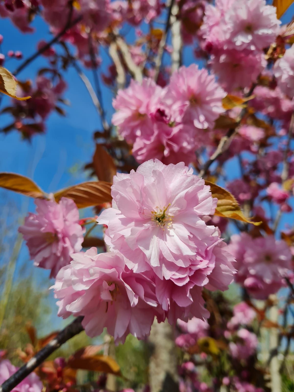 Japanse sierkers 'Kanzan' | Meerstammig