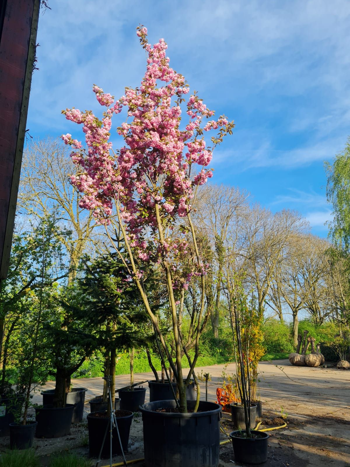Japanse sierkers 'Kanzan' | Meerstammig