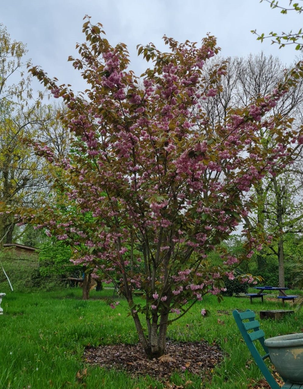 Japanse sierkers 'Kanzan' | Meerstammig
