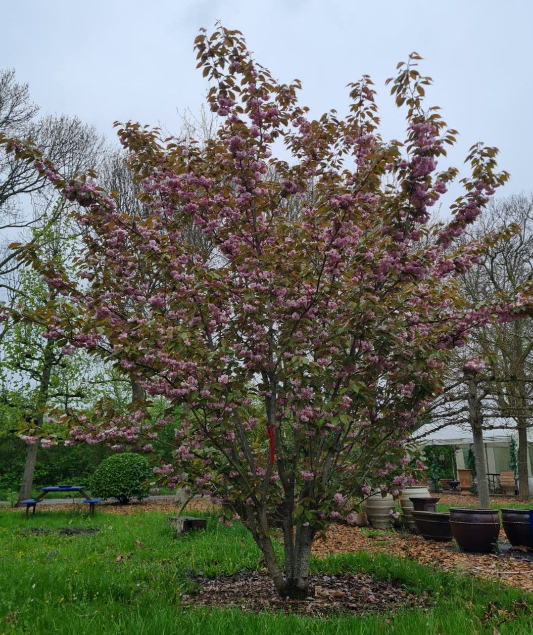 Japanse sierkers 'Kanzan' | Meerstammig