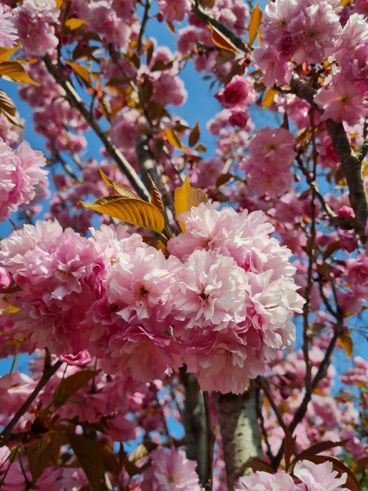 Japanse sierkers 'Kanzan' | Meerstammig