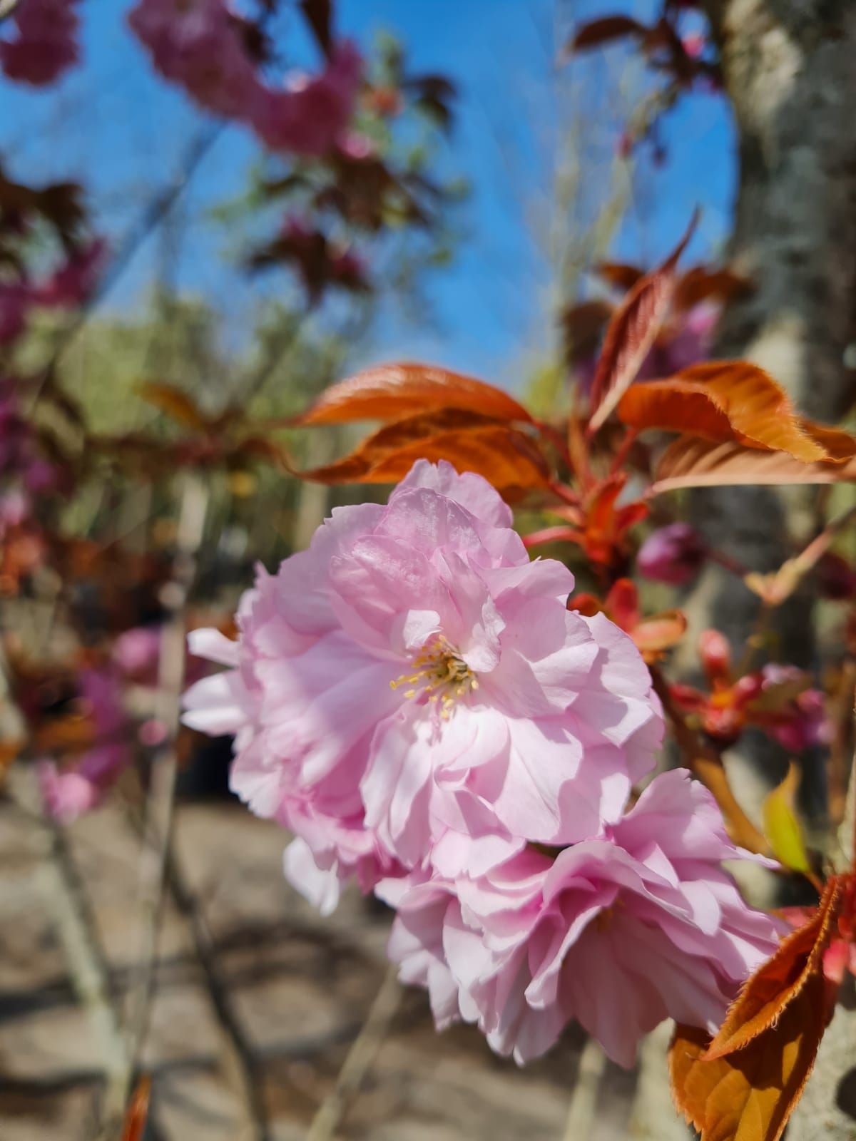 Japanse sierkers 'Kanzan' | Meerstammig