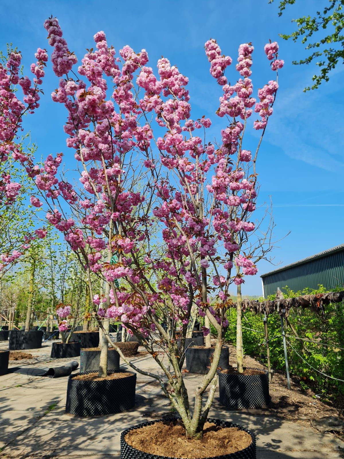Japanse sierkers 'Kanzan' | Meerstammig