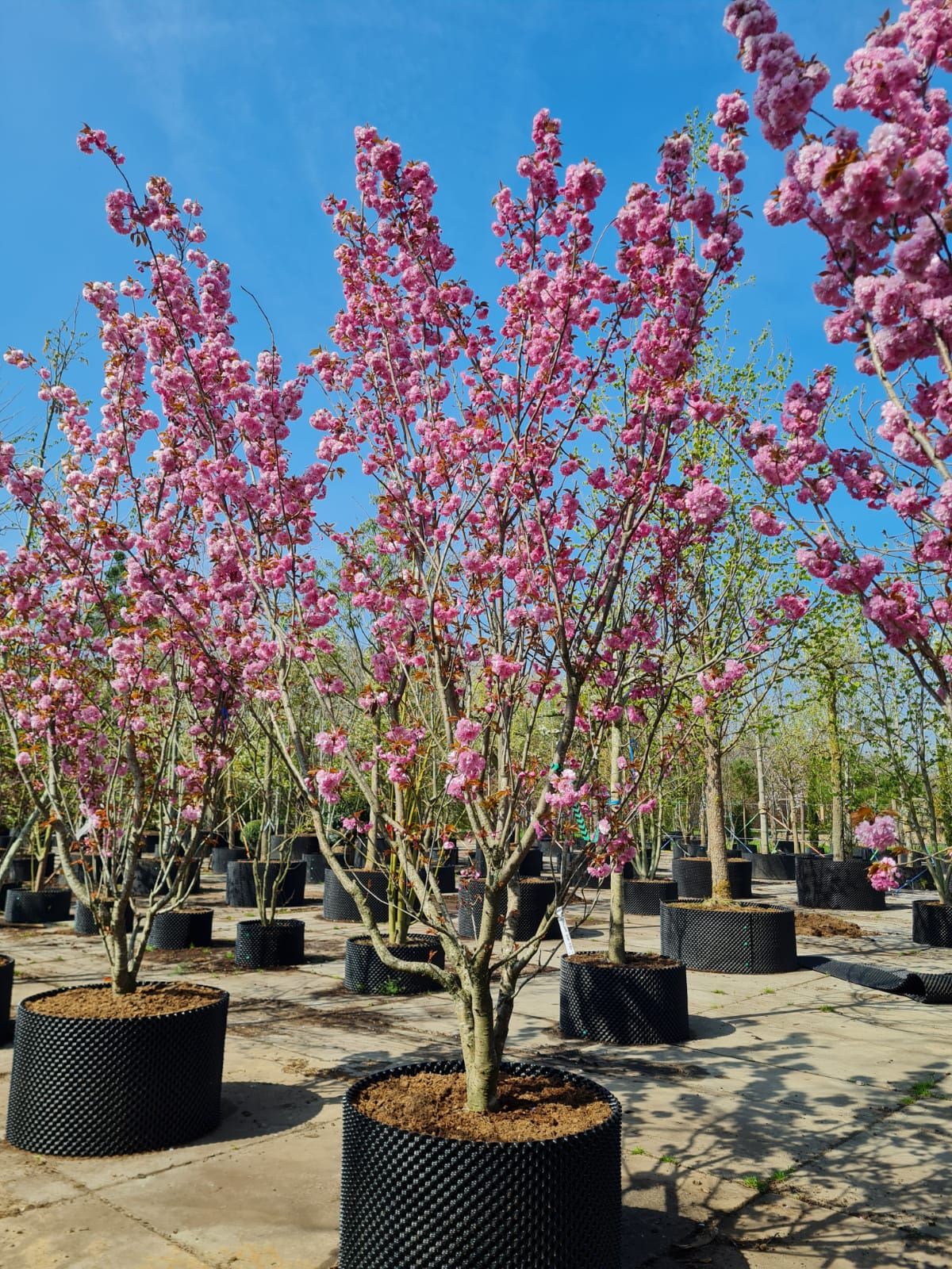 Japanse sierkers 'Kanzan' | Meerstammig