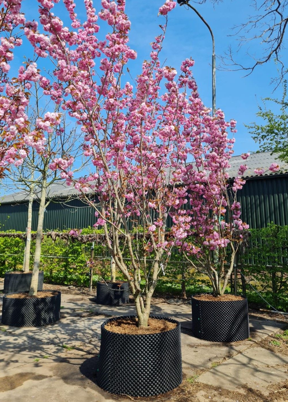Japanse sierkers 'Kanzan' | Meerstammig