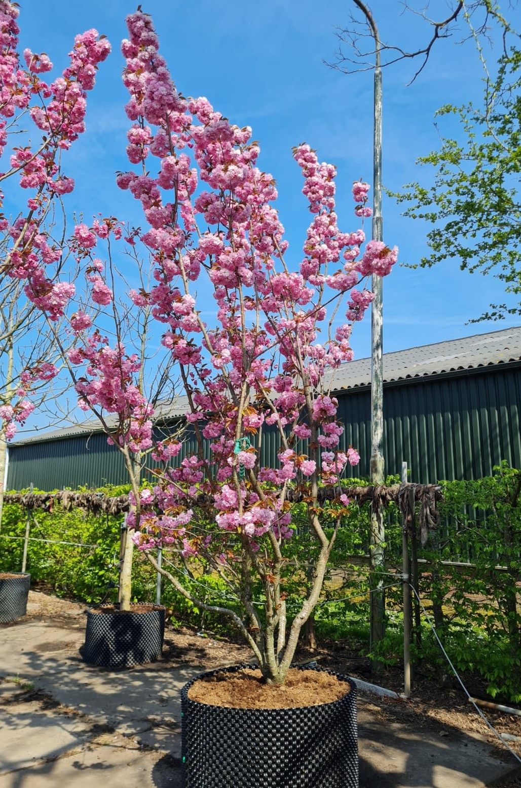 Japanse sierkers 'Kanzan' | Meerstammig
