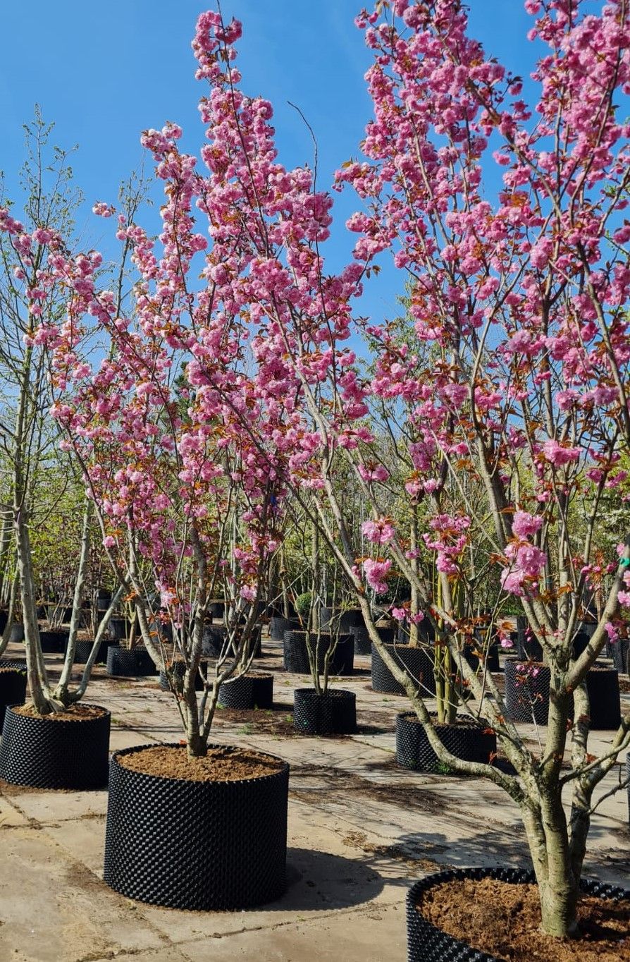 Japanse sierkers 'Kanzan' | Meerstammig